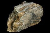 Southern Mammoth Molar Section - Hungary #123652-1